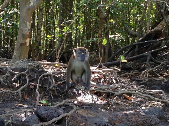 Monkey im Mangrovenwald 