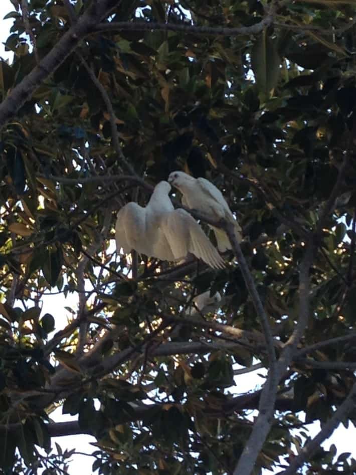 Kakadus in Busselton