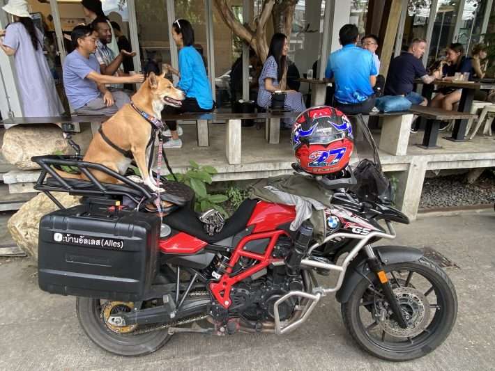 Hund sitzt auf einem Motorrad. Nicht jeder kann seinen Hund immer mitnehmen..., Foto aus meinem Blogpost zum Thema Housesitting für Anfänger